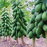 PAPAYA FRUIT PLANT EXOTIC PLANTS