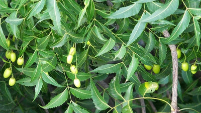 Authentic Neem (Azadirachta Indica) Live Medicinal Plant - Healthy & Potent