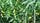 Authentic Neem (Azadirachta Indica) Live Medicinal Plant - Healthy & Potent