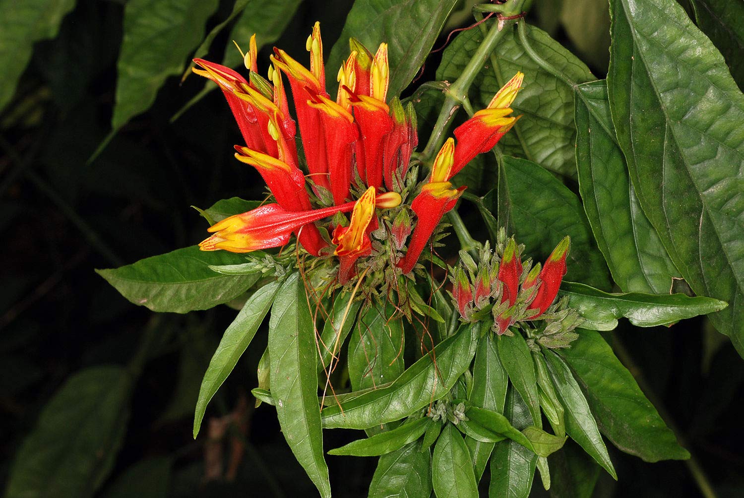Vishapacha (Clinacanthus Nutans) Medicinal Plant: Healthy Live Plant in Polybag