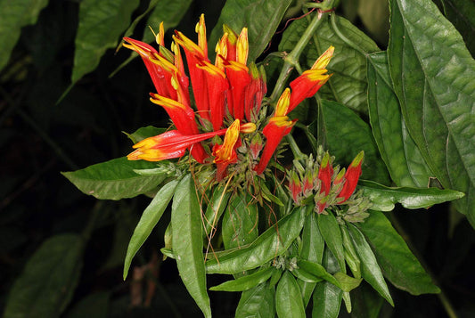 Vishapacha (Clinacanthus Nutans) Medicinal Plant: Healthy Live Plant in Polybag