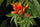 Vishapacha (Clinacanthus Nutans) Medicinal Plant: Healthy Live Plant in Polybag