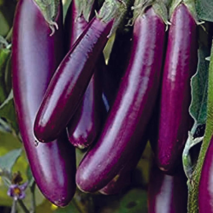 Organic Brinjal Purple F1 Hybrid seeds- Open Pollinated 50 seeds-vegetable seeds