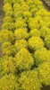 Rare Golden Ball Aralia Live Plant | Healthy Decorative Indoor & Outdoor Plant - Best Selling