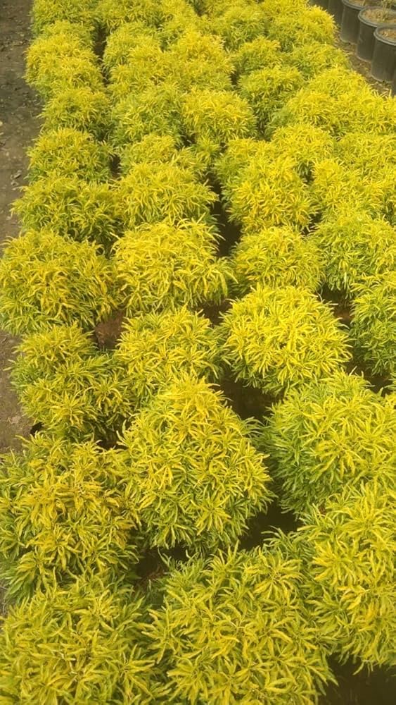 Rare Golden Ball Aralia Live Plant | Healthy Decorative Indoor & Outdoor Plant - Best Selling