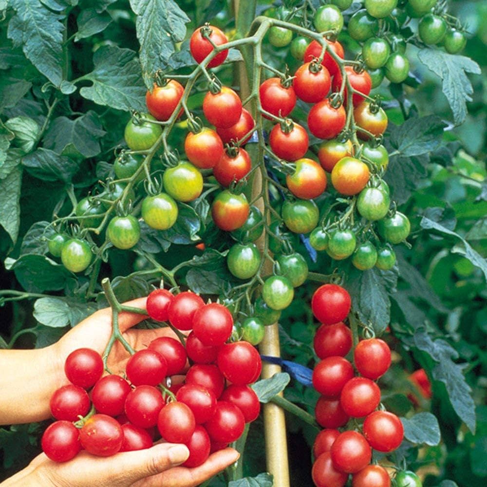 🍅 Cherry Tomato Hybrid 100 Seeds – Red, Sweet & Juicy  - Vegetable Seeds