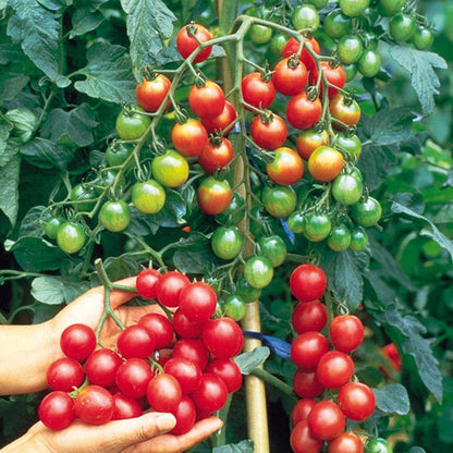 🍅 Cherry Tomato Hybrid 100 Seeds – Red, Sweet & Juicy  - Vegetable Seeds