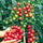 🍅 Cherry Tomato Hybrid 100 Seeds – Red, Sweet & Juicy  - Vegetable Seeds