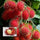 N18 Rambutan Hybrid Exotic Fruit Seeds, Pack of 5 - Fruit Seeds