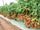 Organic Vegetable Seeds Pack – Tomato (Arka Rakshak) For Kitchen & Terrace Gardens -Vegetable Seeds
