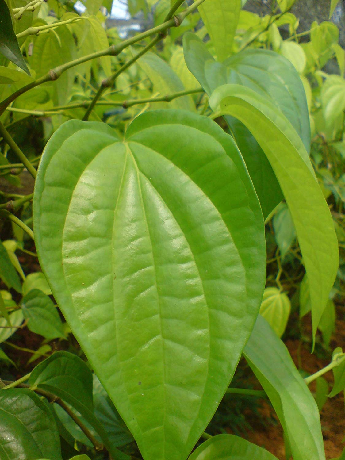 Vetta Piper Betel Medicinal Plant: Live, Healthy, Thriving for Home Gardens