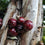 Jaboticaba Navel Costada Fruit Plant