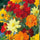 Cosmos Flower Seeds Mix – Vibrant Multi-Color Blooms - Flower Seeds