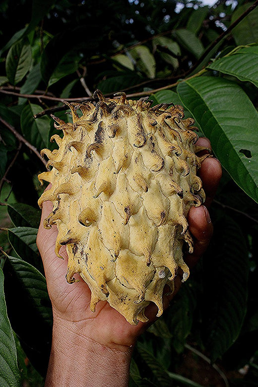 PEANUT BUTTER FRUIT PLANT EXOTIC PLANTS