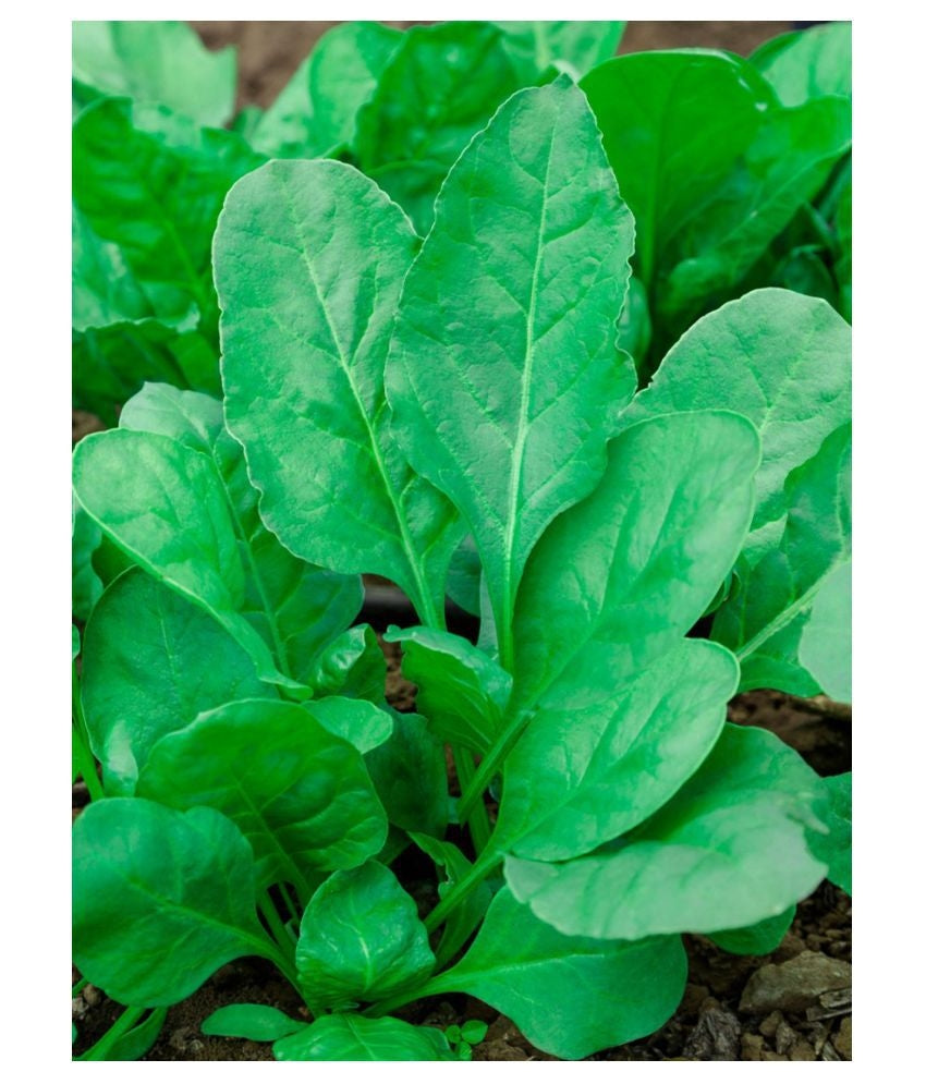 Spinach ‘All Green’ – Premium Leafy Vegetable Seeds (High Yield & Fast Growing) -Vegetable Seeds