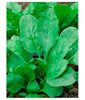 Spinach ‘All Green’ – Premium Leafy Vegetable Seeds (High Yield & Fast Growing) -Vegetable Seeds