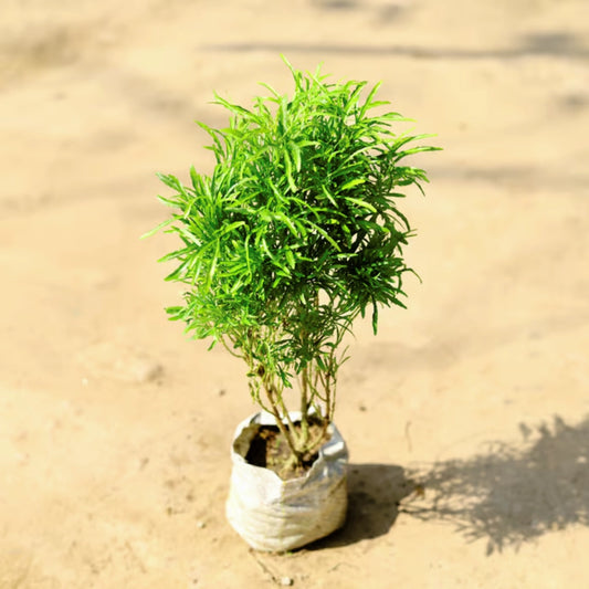 Aralia Healthy Live Plant (Green, Pack of 1) | Indoor & Outdoor Plant for Home and Office Decoration - Best Selling