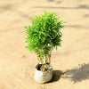 Aralia Healthy Live Plant (Green, Pack of 1) | Indoor & Outdoor Plant for Home and Office Decoration - Best Selling