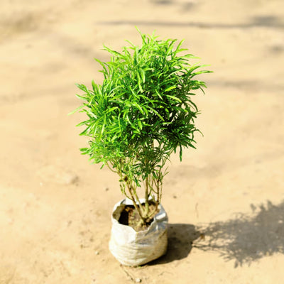 Aralia Healthy Live Plant (Green, Pack of 1) | Indoor & Outdoor Plant for Home and Office Decoration - Best Selling