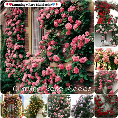 Hybrid Climbing Rose Seeds – Fragrant & Hardy Flowering Vines for Home Garden - Rose Seeds