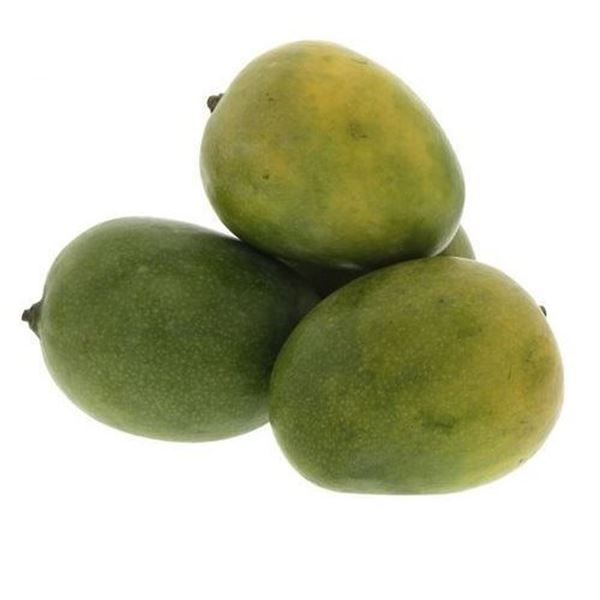 Mango Plant (Neelum) ) Live Mango 1 Plant (Mangifera indica) – Grafted Variety  -Fruit Plants