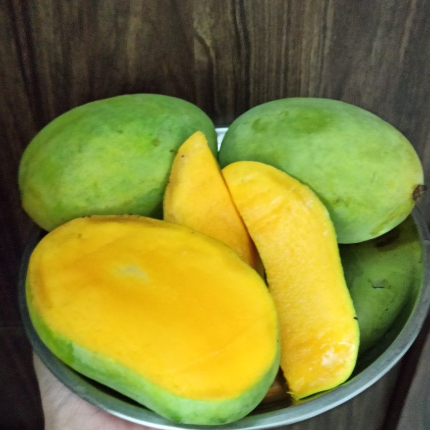 Mango Plant (Langra) Live Mango 1 Plant (Mangifera indica) – Grafted Variety  -Fruit Plants