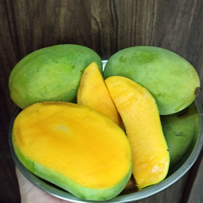 Mango Plant (Langra) Live Mango 1 Plant (Mangifera indica) – Grafted Variety  -Fruit Plants