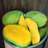 Mango Plant (Langra) Live Mango 1 Plant (Mangifera indica) – Grafted Variety  -Fruit Plants