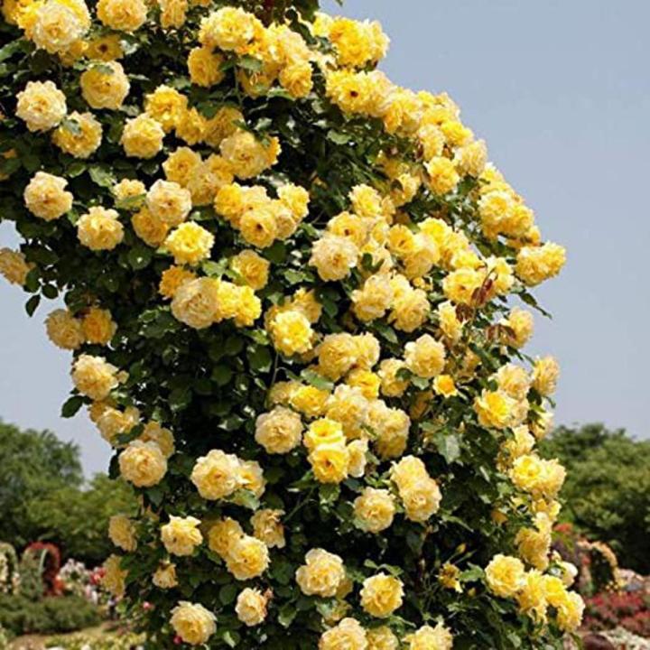 Exotic Hybrid Climbing Rose Flower Seeds – Pack of 20  - Good as gold - Rose Seeds