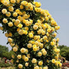 Exotic Hybrid Climbing Rose Flower Seeds – Pack of 20  - Good as gold - Rose Seeds