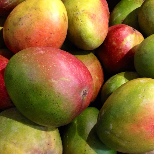 Exotic Mango Plant Varieties for Your Garden (Kent) ) Live Mango 1 Plant (Mangifera indica) – Grafted Variety  -Fruit Plants