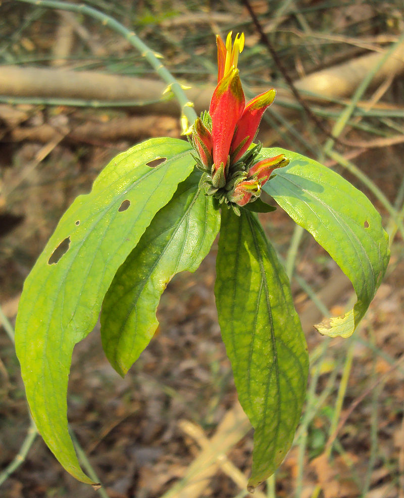 Vishapacha (Clinacanthus Nutans) Medicinal Plant: Healthy Live Plant in Polybag