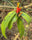 Vishapacha (Clinacanthus Nutans) Medicinal Plant: Healthy Live Plant in Polybag