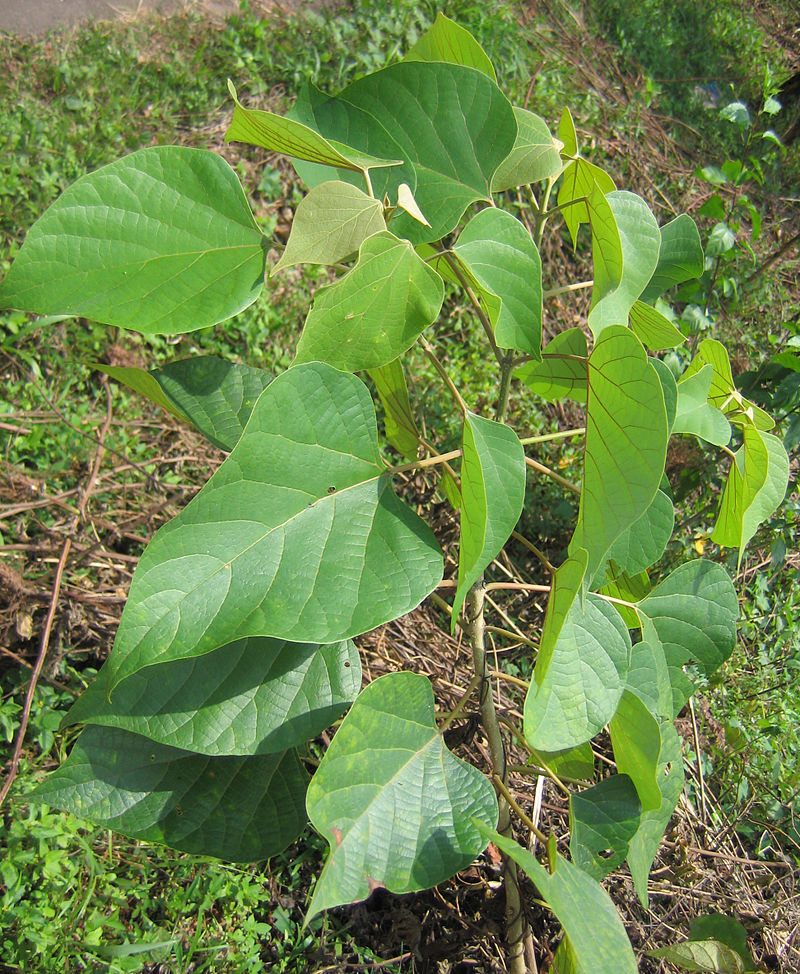 Kumizhu (Gmelina arborea) Live Medicinal Plant - Healthy & Ayurvedic Benefits