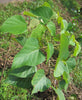 Kumizhu (Gmelina arborea) Live Medicinal Plant - Healthy & Ayurvedic Benefits