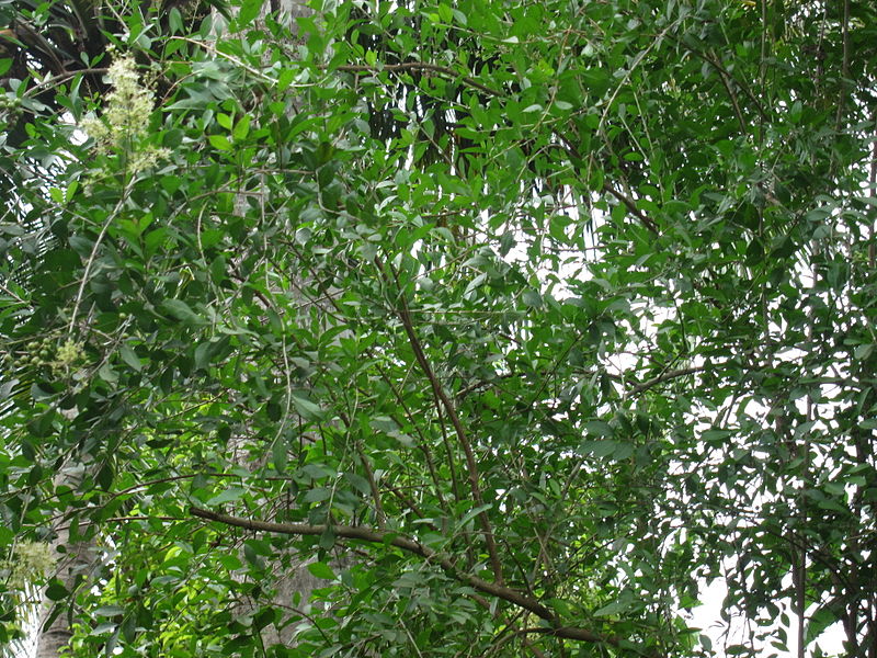 Authentic Mailanji Lawsonia Inermis Medicinal Plant: Healthy Live Henna Plant