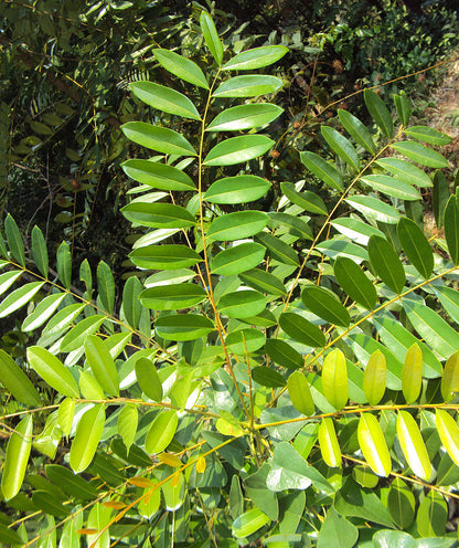 Lakshmi Tharu Simarouba Glauca: Healthy Live Medicinal Plant for Wellness