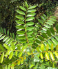 Lakshmi Tharu Simarouba Glauca: Healthy Live Medicinal Plant for Wellness