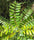 Lakshmi Tharu Simarouba Glauca: Healthy Live Medicinal Plant for Wellness