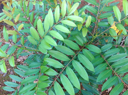 Lakshmi Tharu Simarouba Glauca: Healthy Live Medicinal Plant for Wellness