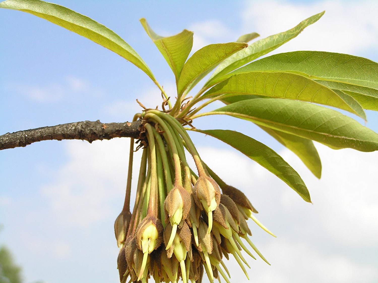 Eluppa (Madhuca longifolia) Medicinal Plant - Healthy Live Plant in Polybag