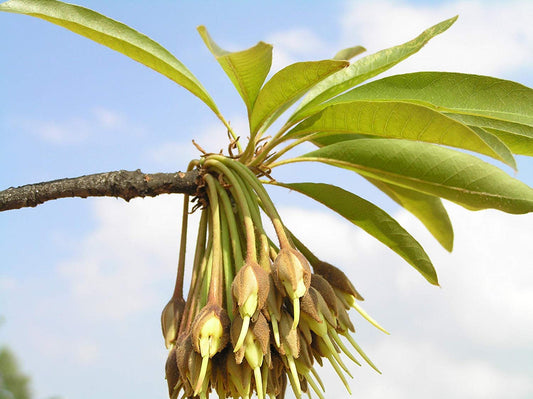 Eluppa (Madhuca longifolia) Medicinal Plant - Healthy Live Plant in Polybag