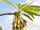Eluppa (Madhuca longifolia) Medicinal Plant - Healthy Live Plant in Polybag