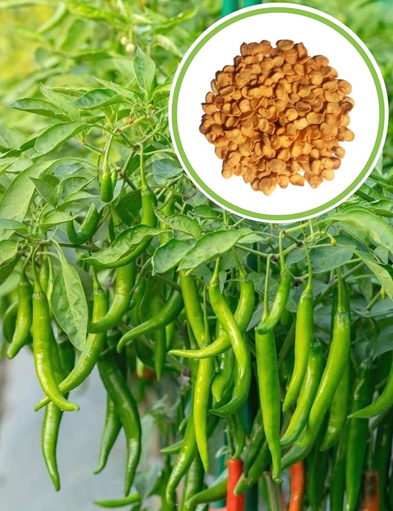 🌶️ Chilli Jwala (Hari Mirch) Hybrid Seeds – Pack of 25 - Vegetable Seeds