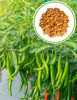 🌶️ Chilli Jwala (Hari Mirch) Hybrid Seeds – Pack of 25 - Vegetable Seeds