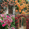 Fragrant Hybrid Climbing Rose Seeds – Multi-Color Blooms for Balcony & Garden - Rose Seeds