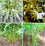 Kerala Elaichi plant/Cardamom Plant pack of 1 -Spice Plants