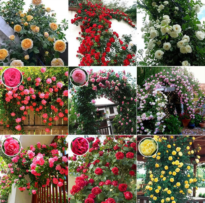 10 Stunning Rare Climbing Rose Plant + Free Growth Booster! -Rose