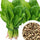 🌿 Spinach (Palak) Hybrid Seeds – Pack of 50 - Vegetable Seeds