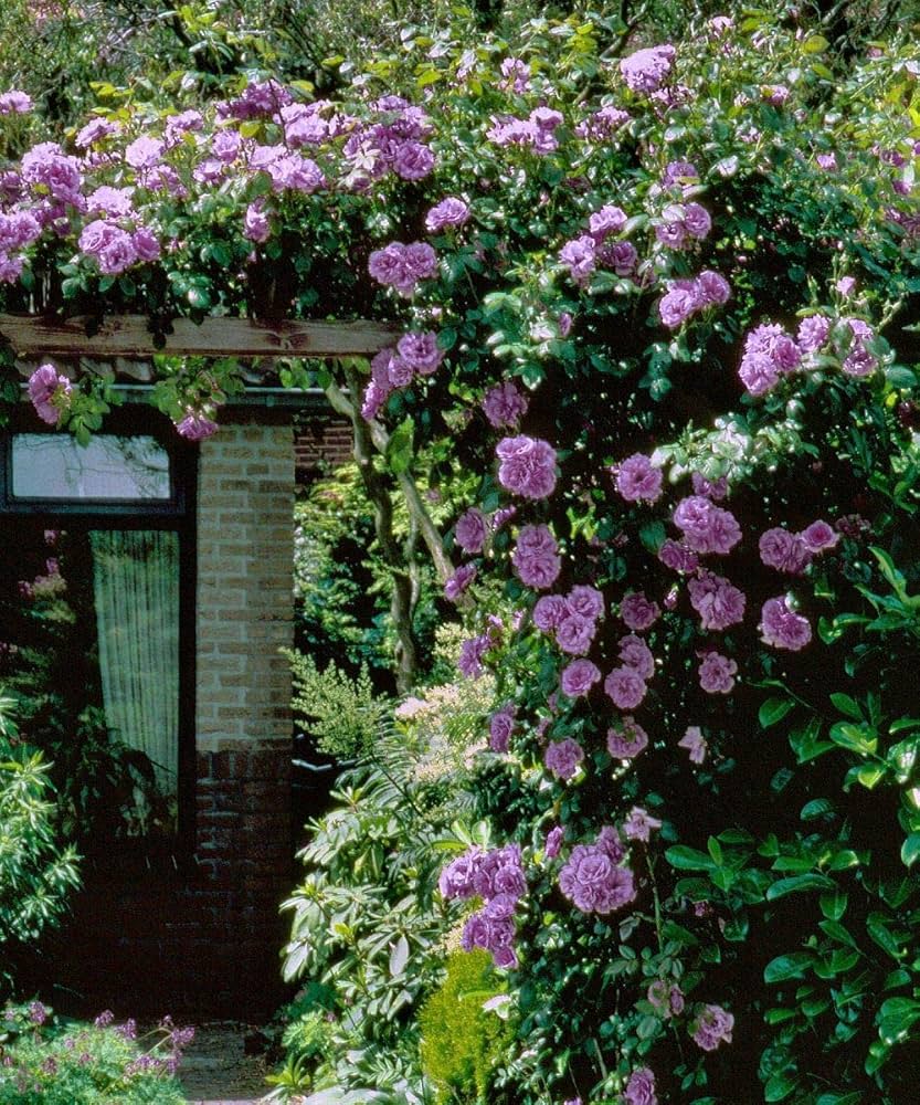 Exotic Hybrid Climbing Rose Flower Seeds – Pack of 20  -Angel Face - Rose Seeds